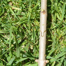 Grafting machine Garden Tools with 2 Blades Tree Grafting Tools Secateurs Scissors grafting tool Cutting Pruner jt001