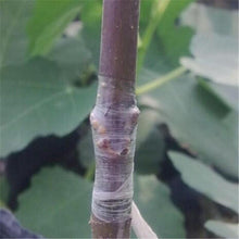 Grafting machine Garden Tools with 2 Blades Tree Grafting Tools Secateurs Scissors grafting tool Cutting Pruner jt001